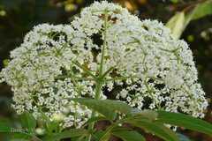 Sambucus canadensis